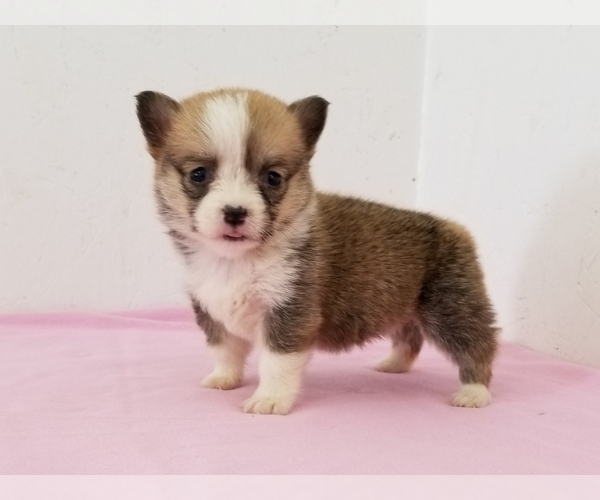 Medium Photo #2 Pembroke Welsh Corgi Puppy For Sale in CLARK, MO, USA