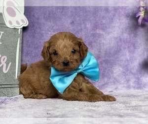 Cavapoo Puppy for sale in LANCASTER, PA, USA
