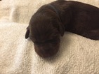 Small Photo #1 Doberman Pinscher Puppy For Sale in LEAGUE CITY, TX, USA