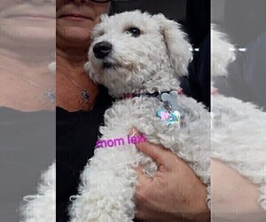 Mother of the Mal-Shi-Poodle (Miniature) Mix puppies born on 11/26/2025