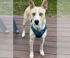 Mutt Dogs for adoption in Springdale, PA, USA