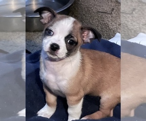 Jack Russell Terrier-ShihPoo Mix Puppy for sale in OAKLEY, CA, USA