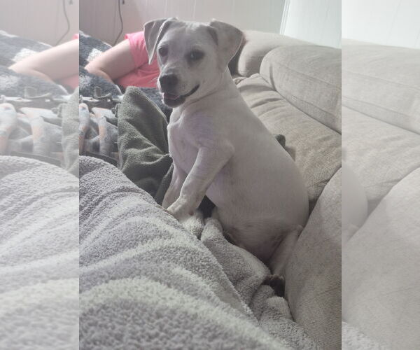 Medium Photo #7 Chihuahua Puppy For Sale in Rosenberg, TX, USA