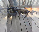Small #2 Mutt