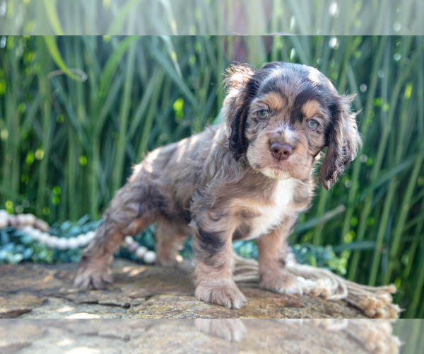 Medium Photo #4 Cocker Spaniel Puppy For Sale in BALTIC, OH, USA