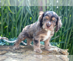 Small #3 Cocker Spaniel