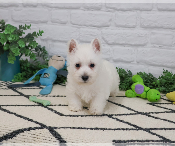 Medium Photo #4 West Highland White Terrier Puppy For Sale in SYRACUSE, IN, USA