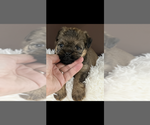 Small #2 Brussels Griffon