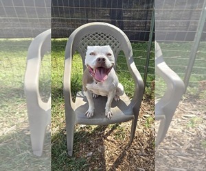 American Pit Bull Terrier-Unknown Mix Dogs for adoption in Rustburg, VA, USA
