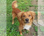 Small #3 Retriever  Mix