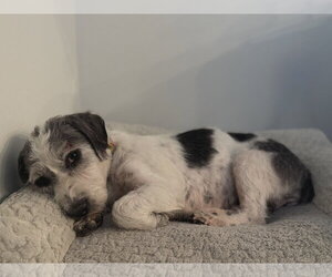 Harper Rose - Female Mutt Dog for Adoption - Photo #3