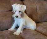 Small Photo #1 Schnauzer (Miniature) Puppy For Sale in FRUITVALE, TX, USA