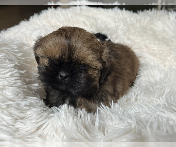 Medium Photo #3 Shih Tzu Puppy For Sale in MESA, AZ, USA