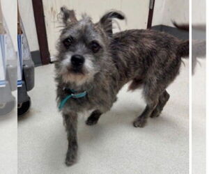 Cairn Terrier-Unknown Mix Dogs for adoption in Canton, CT, USA