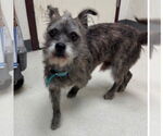 Small Cairn Terrier Mix