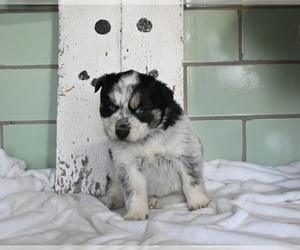 Beabull-Siberian Husky Mix Puppy for sale in MILLERSBURG, OH, USA