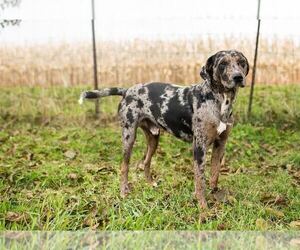 Father of the Catahoula Leopard Dog puppies born on 12/18/2019
