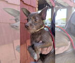 Small #4 Chihuahua Mix