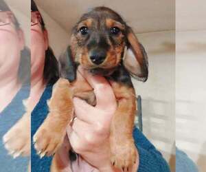 Dachshund Puppy for sale in ALTOONA, PA, USA