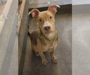 Mutt Dogs for adoption in El Centro, CA, USA