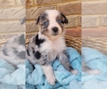 Puppy 5 Australian Shepherd