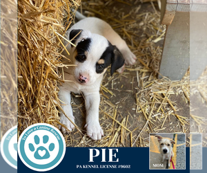 Mutt Dogs for adoption in Kimberton, PA, USA