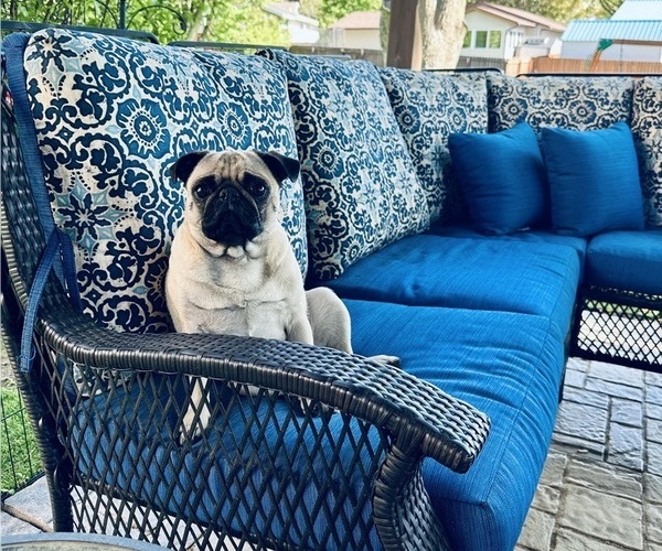 Medium Photo #21 Pug Puppy For Sale in CEDAR RAPIDS, IA, USA