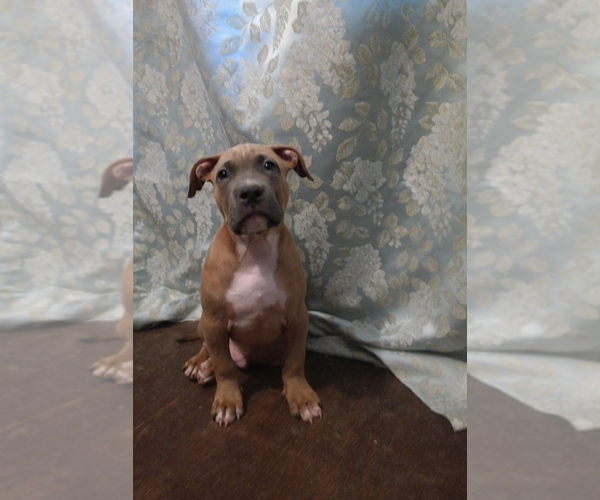 Medium Photo #2 American Pit Bull Terrier Puppy For Sale in POPLAR BLUFF, MO, USA