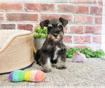 Small #9 Schnauzer (Miniature)