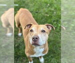 Small American Pit Bull Terrier Mix