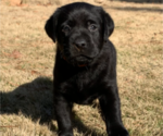 Small Photo #22 Labrador Retriever Puppy For Sale in ATHENS, GA, USA