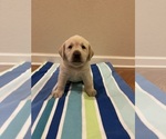 Small Photo #6 Labrador Retriever Puppy For Sale in LELAND, NC, USA