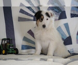Collie Puppy for sale in FREDERICKSBG, OH, USA