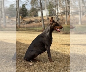 Mother of the Doberman Pinscher puppies born on 04/27/2026