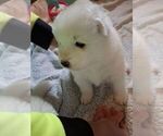 Puppy Puppy 1 Samoyed