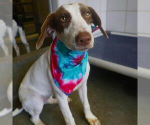 Pointer-Unknown Mix Dogs for adoption in San Antonio, TX, USA