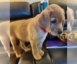 Small Photo #78 Labrador Retriever Puppy For Sale in BUFFALO, NY, USA