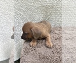 Small Photo #16 Chiweenie-Jack Russell Terrier Mix Puppy For Sale in SAINT AUGUSTINE, FL, USA