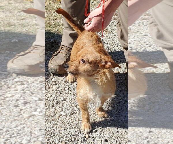Medium Photo #3 Dachshund-Unknown Mix Puppy For Sale in Mountain View, MO, USA