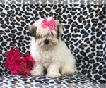 Small Photo #5 Maltipoo Puppy For Sale in LAKELAND, FL, USA