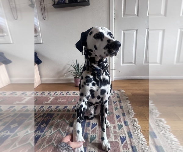 Medium Photo #1 Dalmatian Puppy For Sale in DENVER, CO, USA