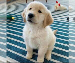 Golden Retriever Dogs for adoption in SAINT LOUIS, MO, USA