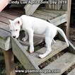 Small Photo #204 Dogo Argentino Puppy For Sale in PINEVILLE, MO, USA