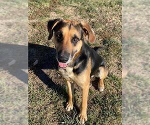 Black and Tan Coonhound Dogs for adoption in Lee's Summit, MO, USA
