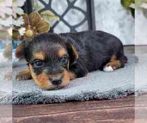 Yo-Chon Puppy for sale in MARIETTA, GA, USA