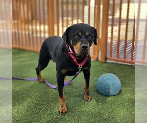 Rottweiler-Unknown Mix Dogs for adoption in Las Vegas, NV, USA
