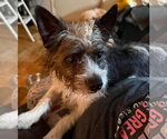 Small #1 Mutt
