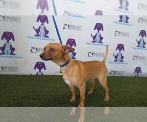 Chihuahua Dogs for adoption in Orlando, FL, USA