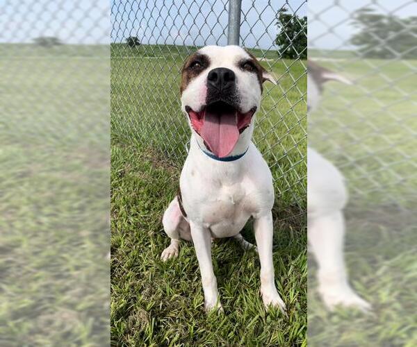 Medium Photo #3 Boxer-Unknown Mix Puppy For Sale in Rosenberg, TX, USA