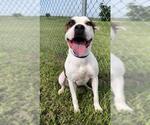 Small #2 Boxer Mix